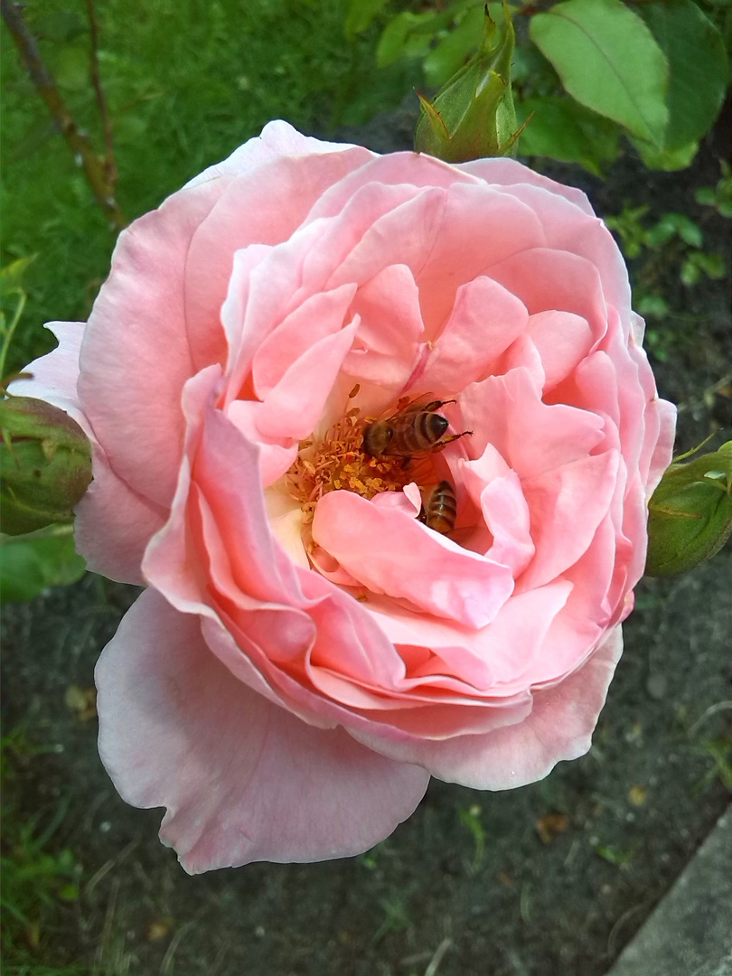 Rose mit Bienen