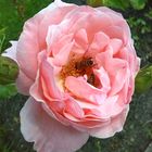 Rose mit Bienen