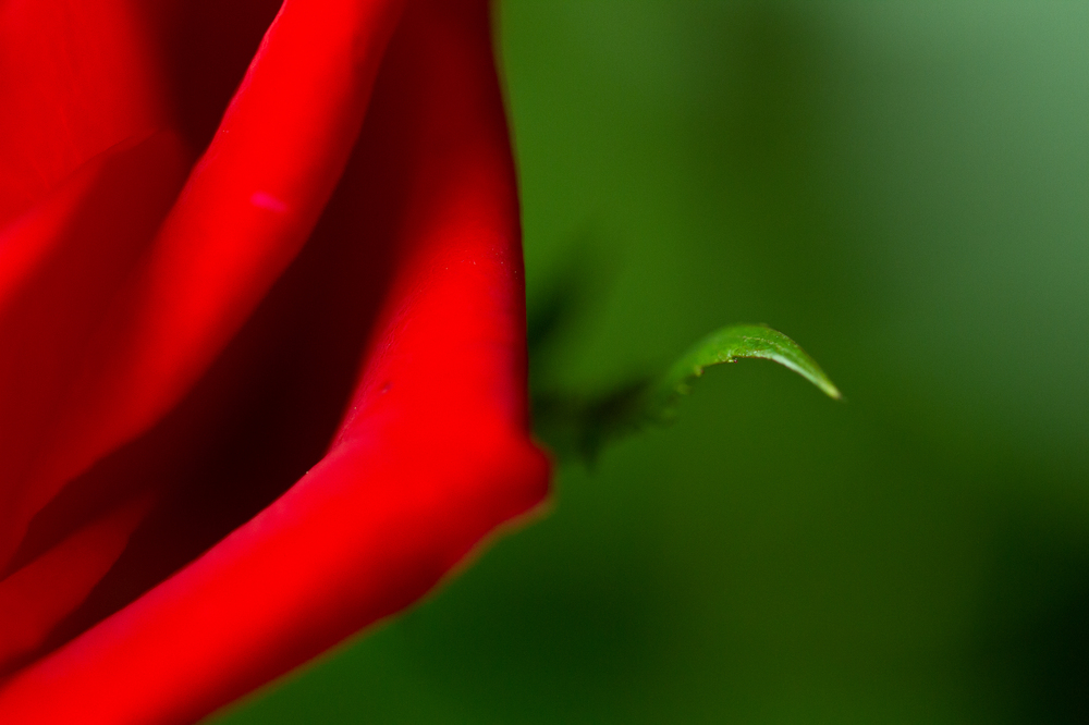 Rose mit Blatt