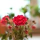 Rose mit der Double-Glas-Linse des Lensbaby