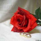 Rose mit Eheringen