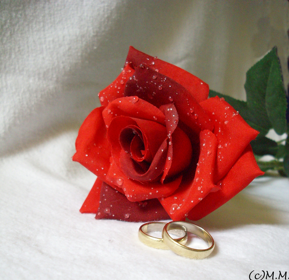 Rose Mit Eheringen Foto Bild Hochzeit Natur Und Tiere Menschen Bilder Auf Fotocommunity