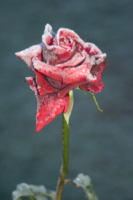 Rose mit einem Kleid aus Raureif von Karola Lindenberg