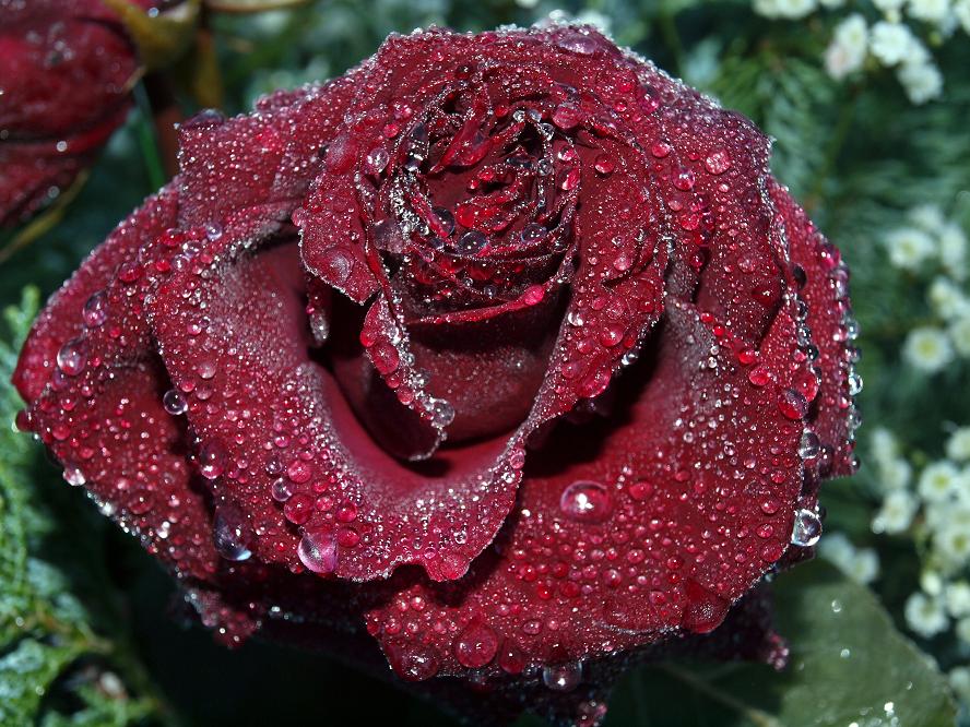 Rose mit  einer dünnen Eisschicht überzogen