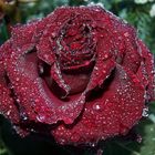 Rose mit  einer dünnen Eisschicht überzogen