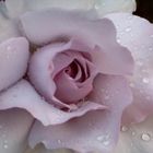 Rose mit einer seltenen Färbung und dem Spiel der Wassertropfen