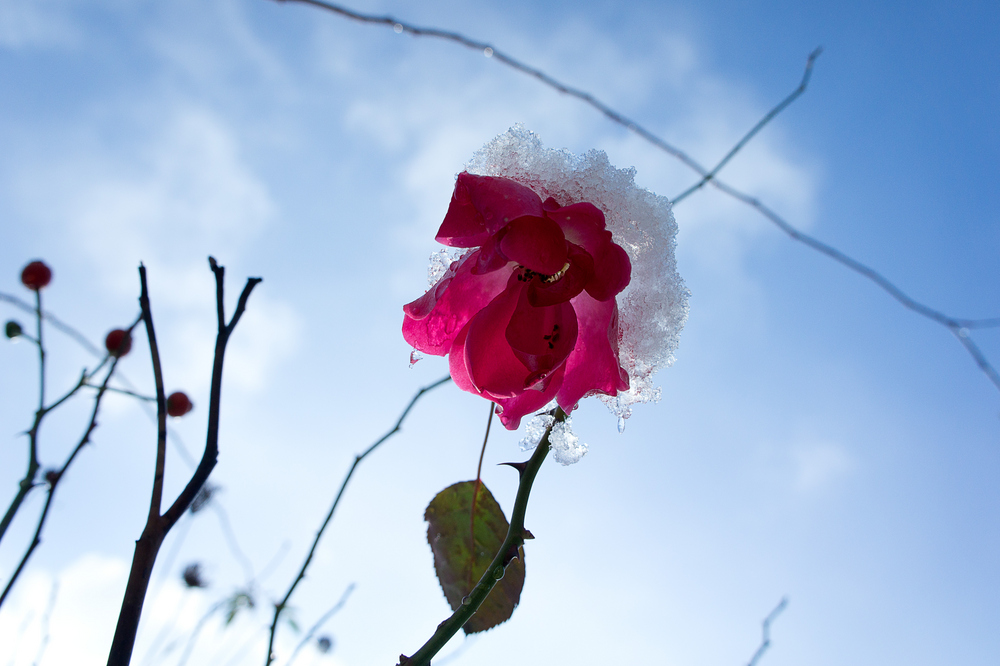 Rose mit Eishäubchen ...