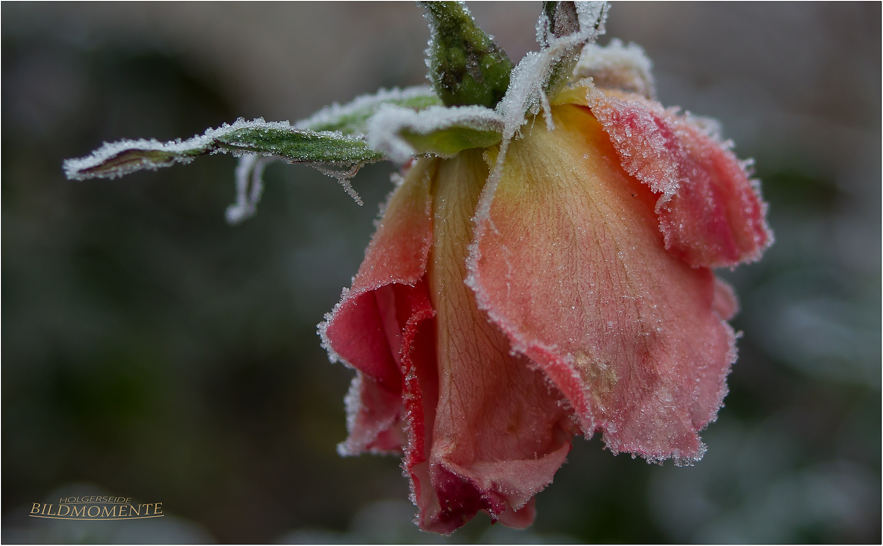 Rose mit Eiskristallen