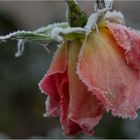 Rose mit Eiskristallen