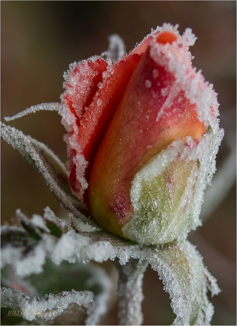 Rose mit Eiskristallen