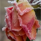 Rose mit Eiskristallen