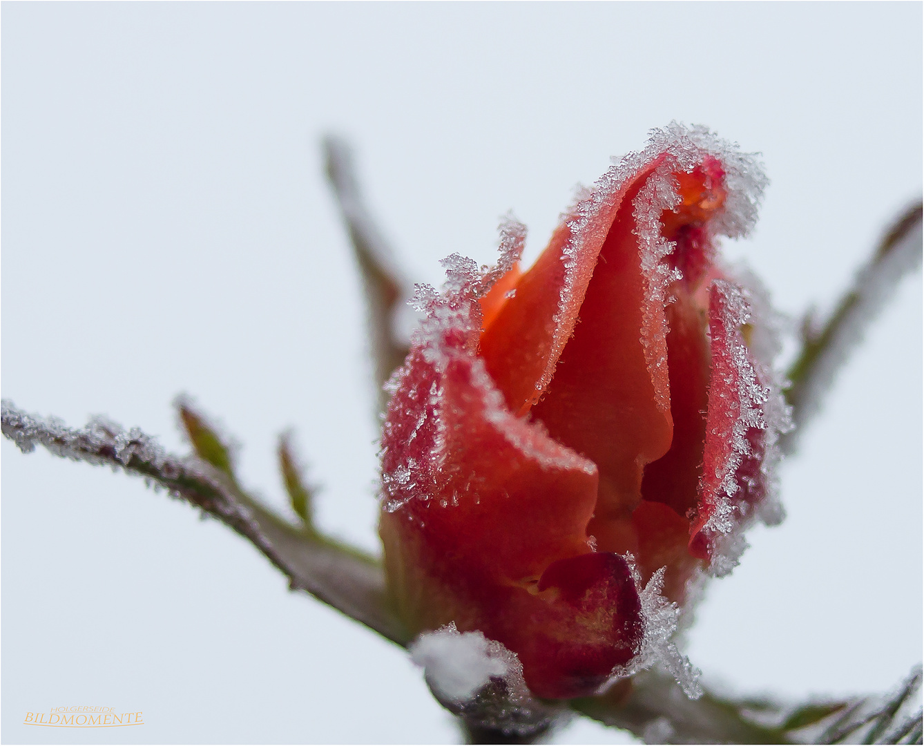 Rose mit Eiskristallen