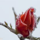 Rose mit Eiskristallen