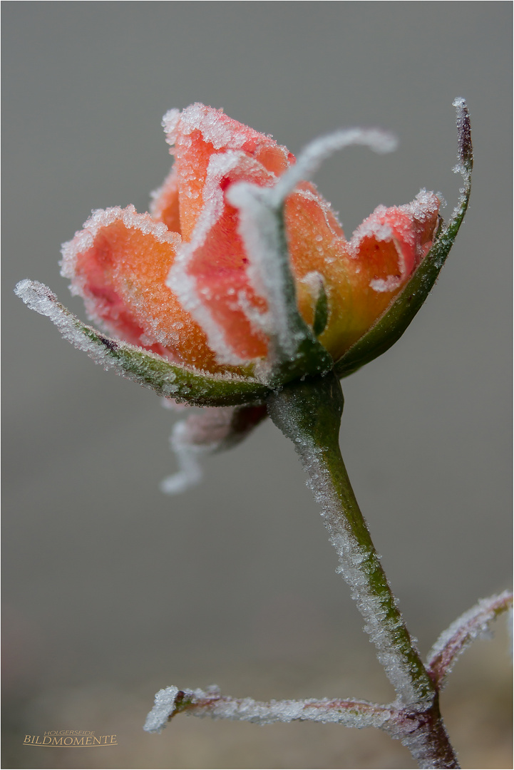 Rose mit Eiskristallen