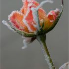 Rose mit Eiskristallen