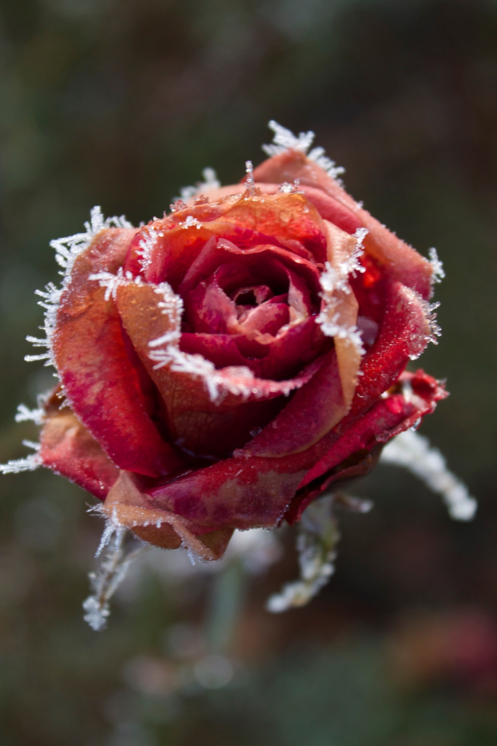 Rose mit Eiskristallkrone