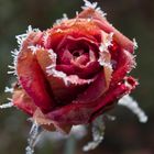 Rose mit Eiskristallkrone