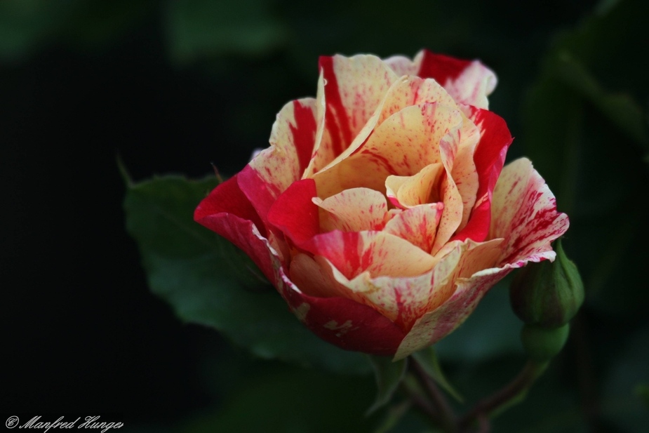 Rose mit Farbenvielfalt :-)