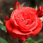 -Rose mit feinen Duft-