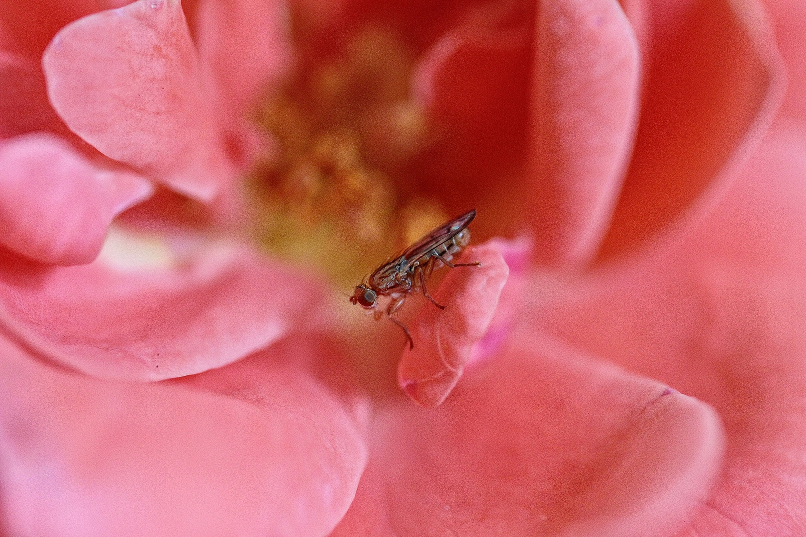 Rose mit Fliege 2