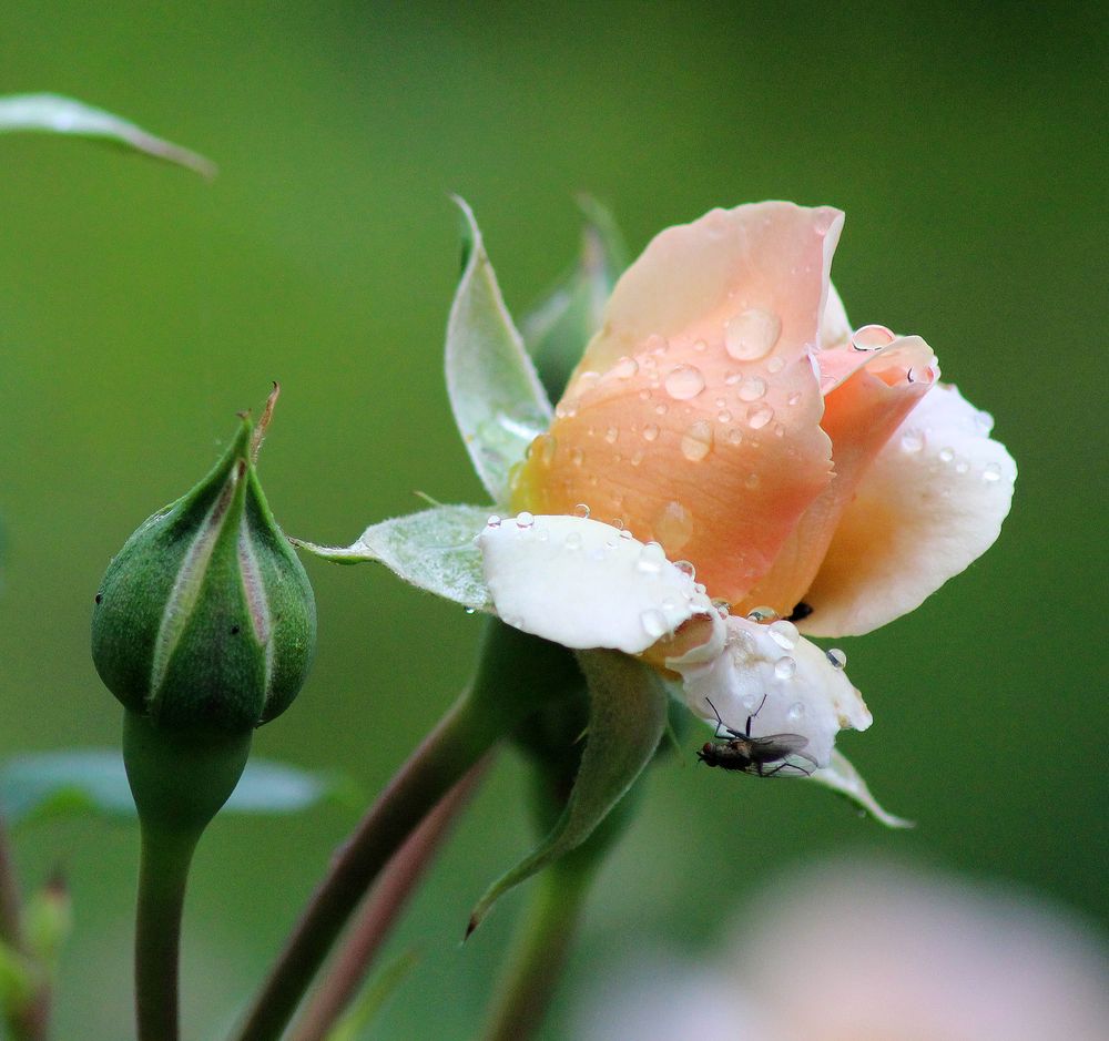 Rose mit Fliege