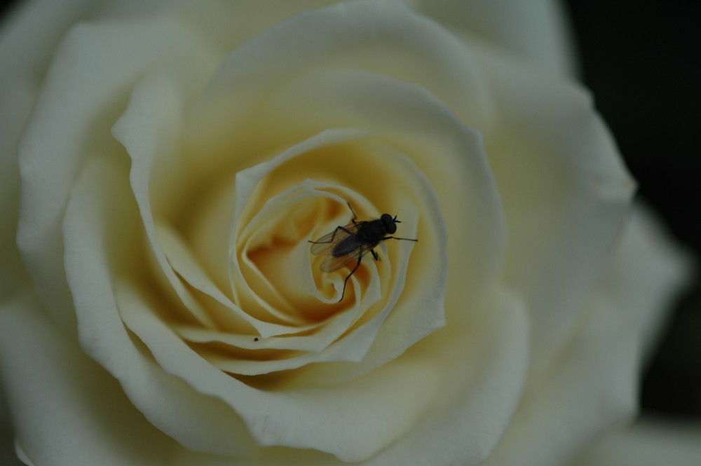 Rose mit Fliege