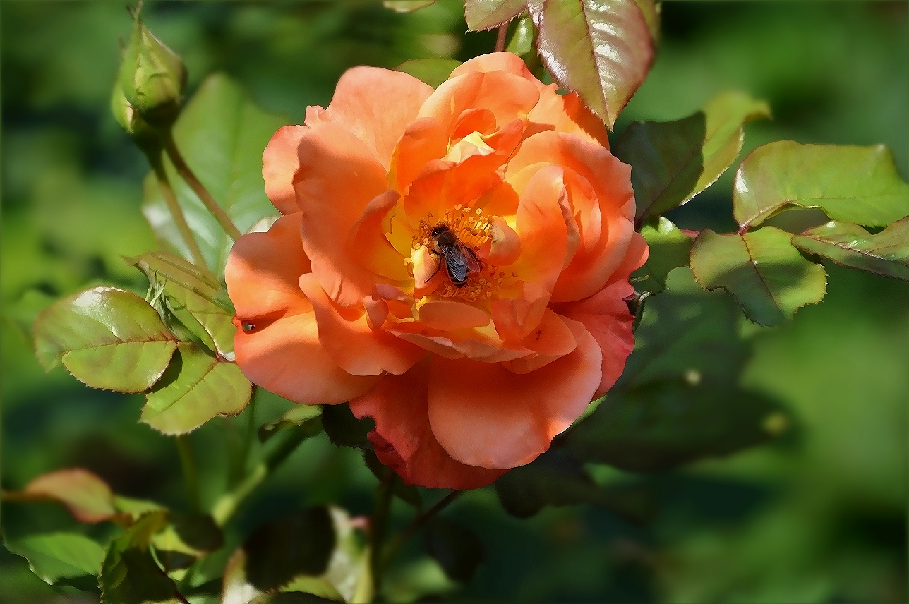 Rose mit Fliege