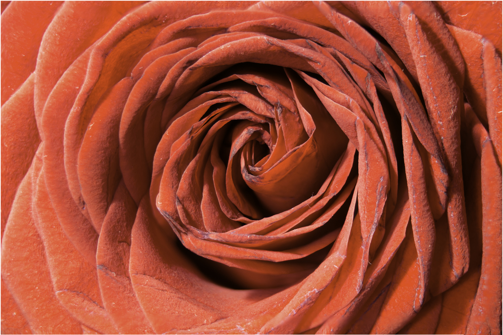 Rose mit Fokus-Stacking