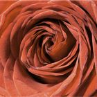 Rose mit Fokus-Stacking