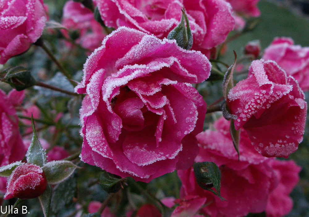 Rose mit Frost