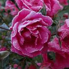 Rose mit Frost