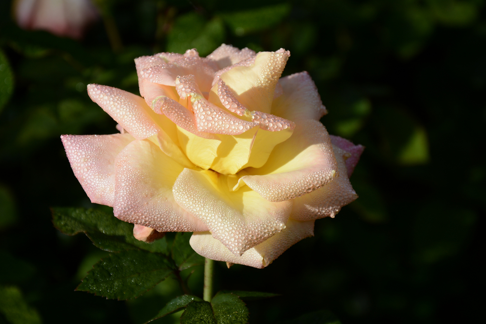 Rose mit Frühtau