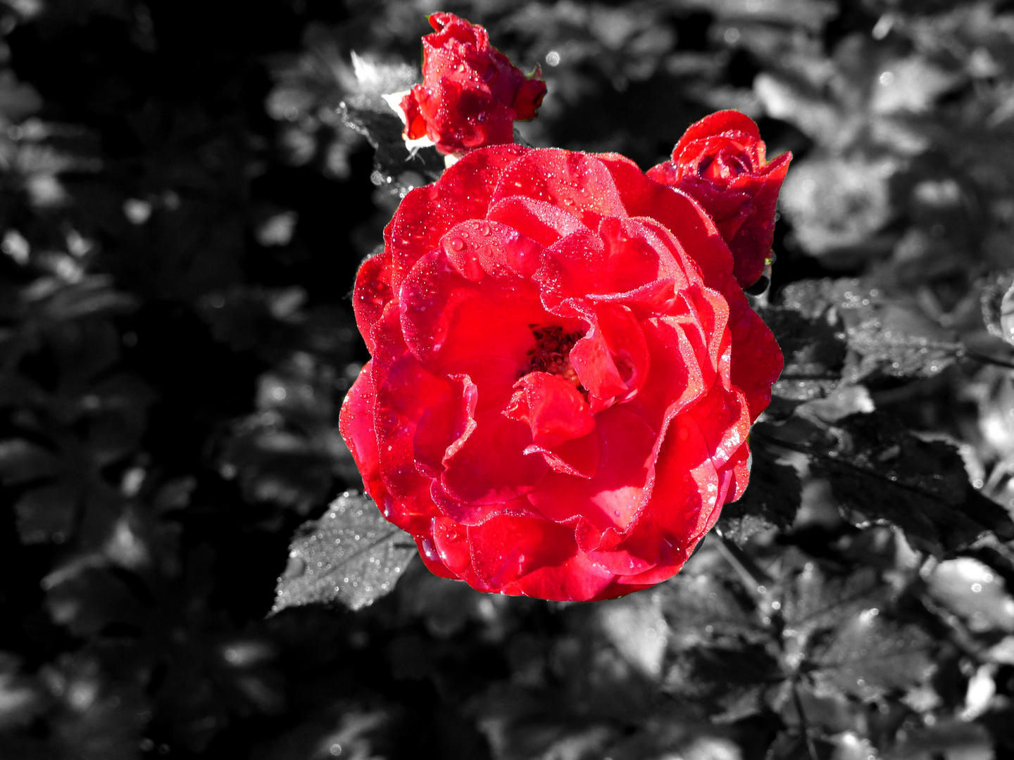 Rose mit Frühtau