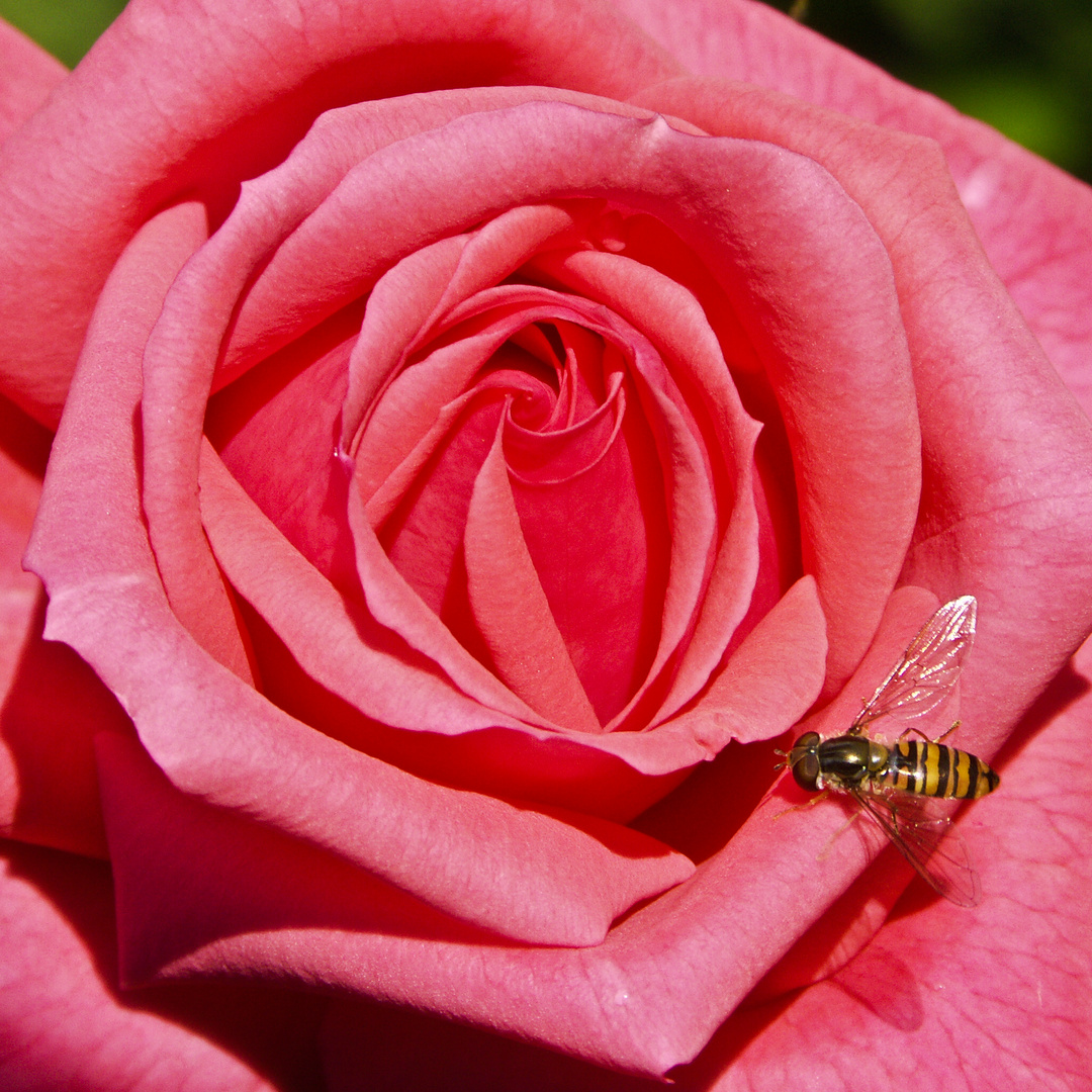 Rose mit Gast