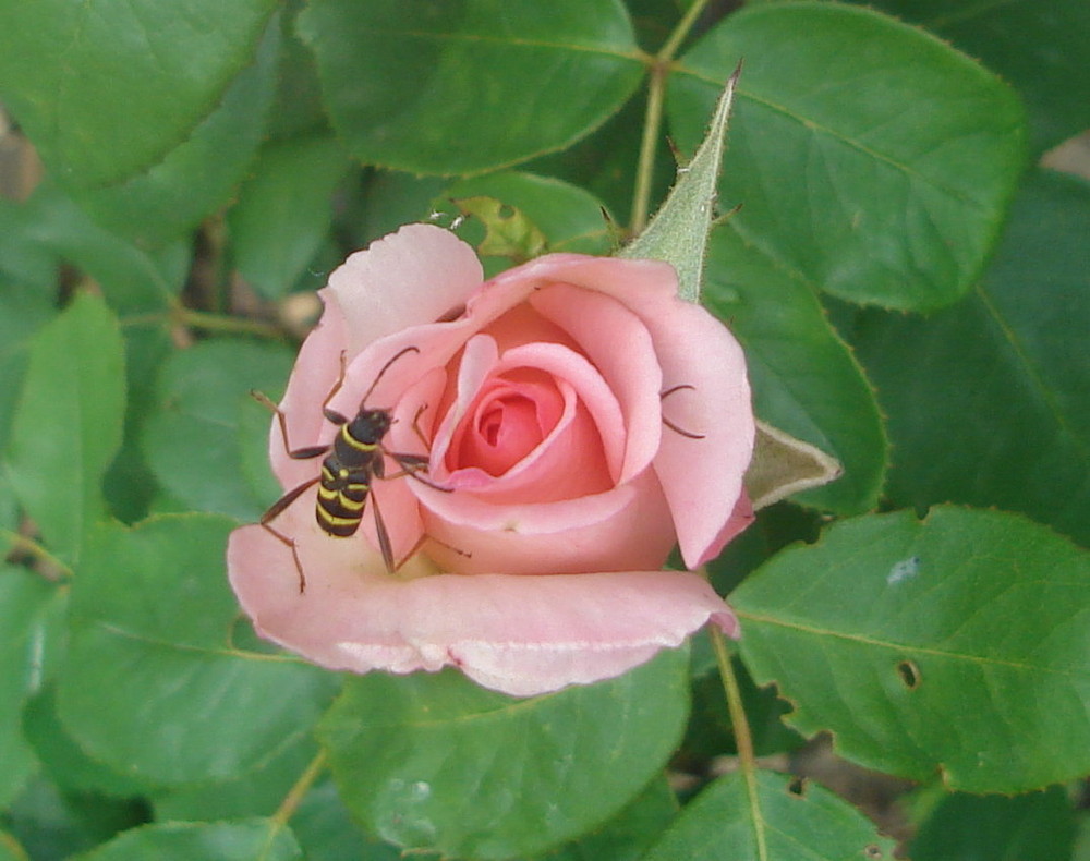 Rose mit Gast.