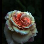 Rose mit Glanz