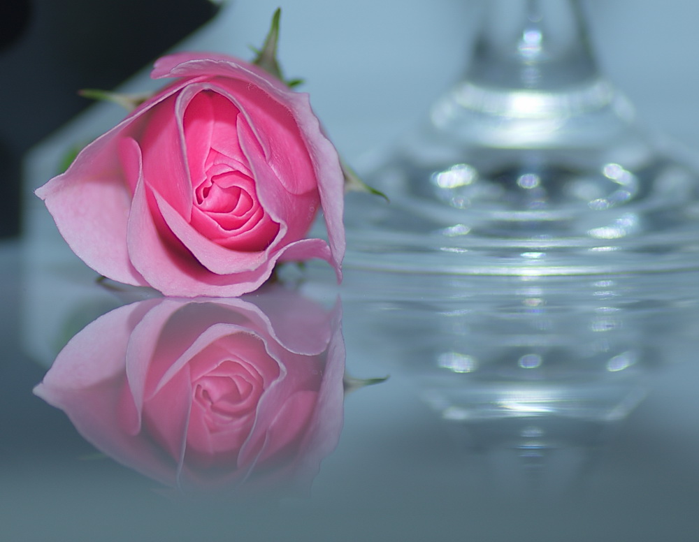 Rose mit Glas