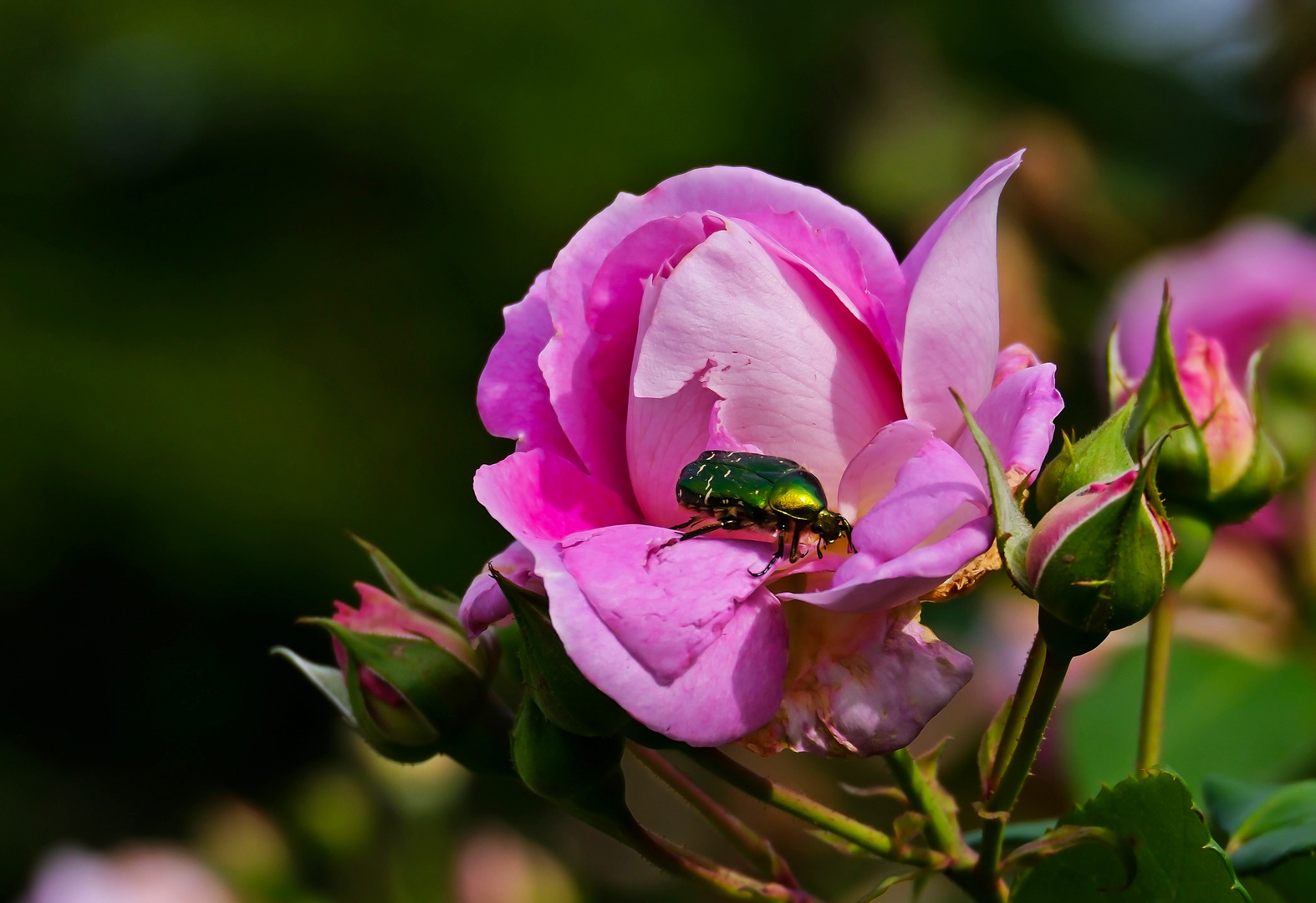 Rose mit gleichnamigem Besucher