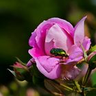 Rose mit gleichnamigem Besucher