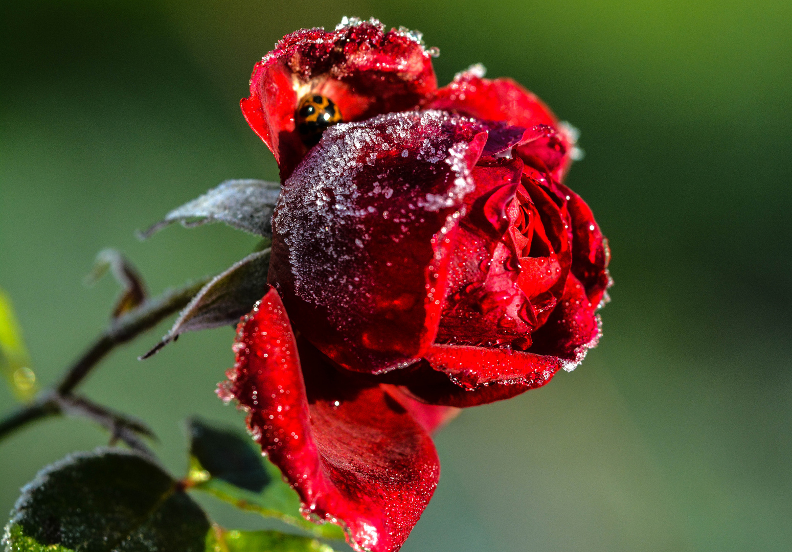 Rose mit Glück