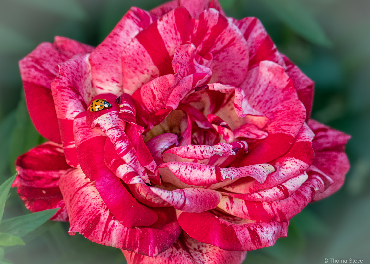 Rose mit Glücksbringer