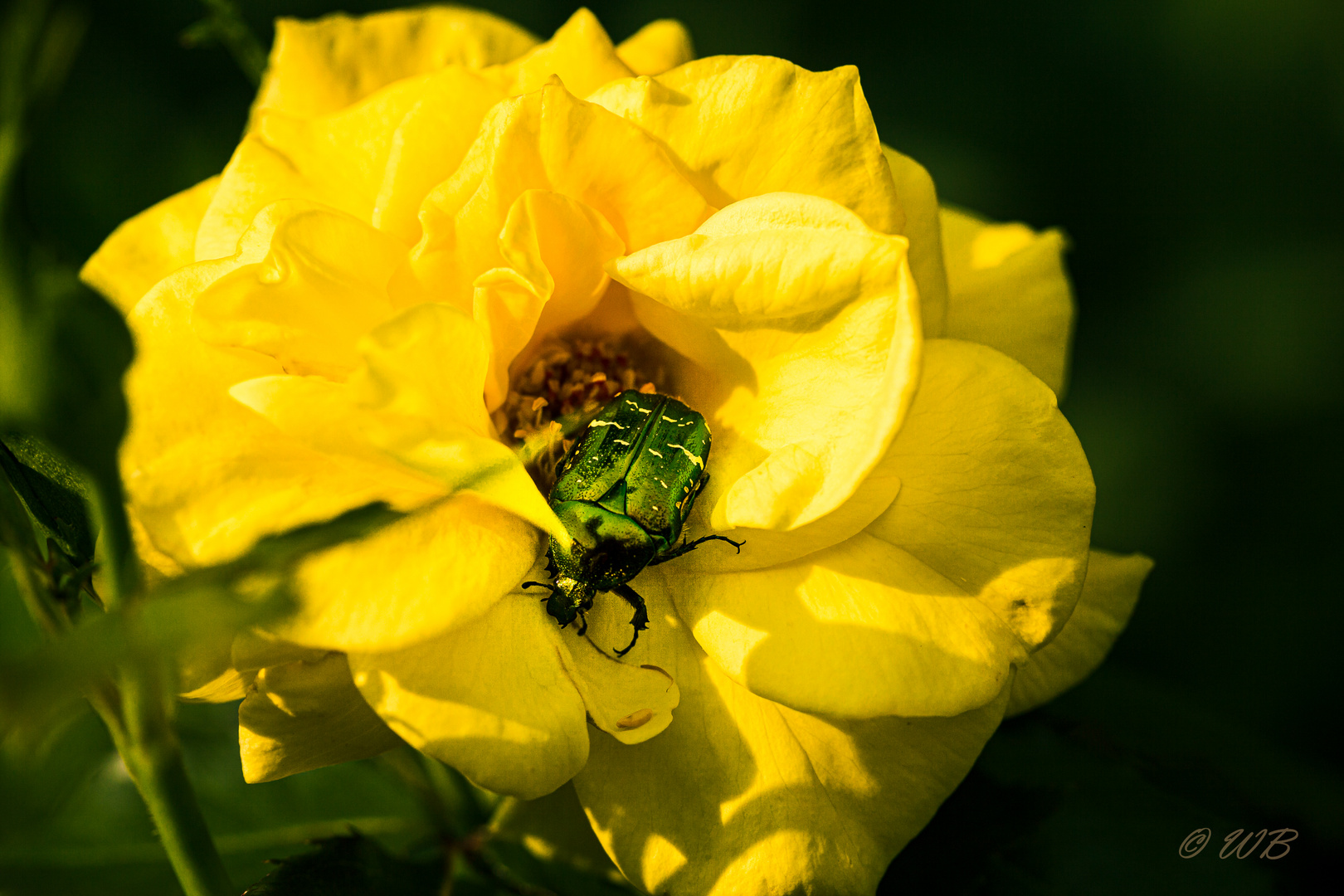 - Rose mit Goldglänzendem Rosenkäfer (Cetoniinae) -