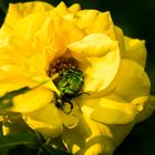 - Rose mit Goldglänzendem Rosenkäfer (Cetoniinae) -