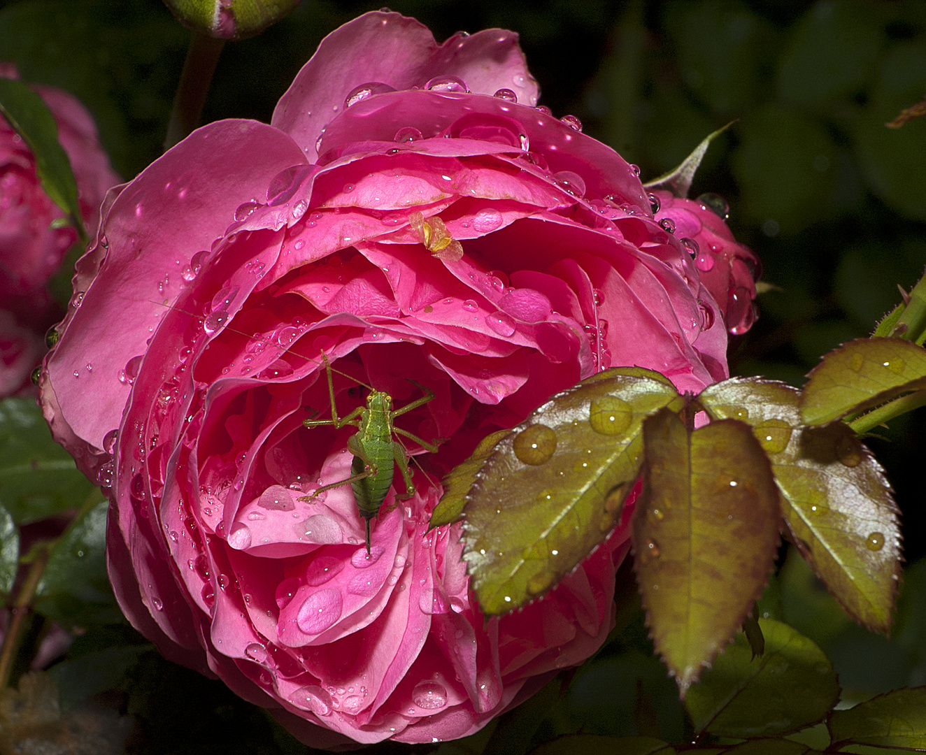 Rose mit Grashüpfer