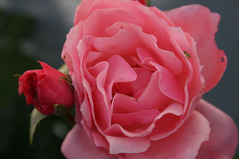 Rose mit grünem "Käfer"