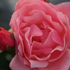 Rose mit grünem "Käfer"