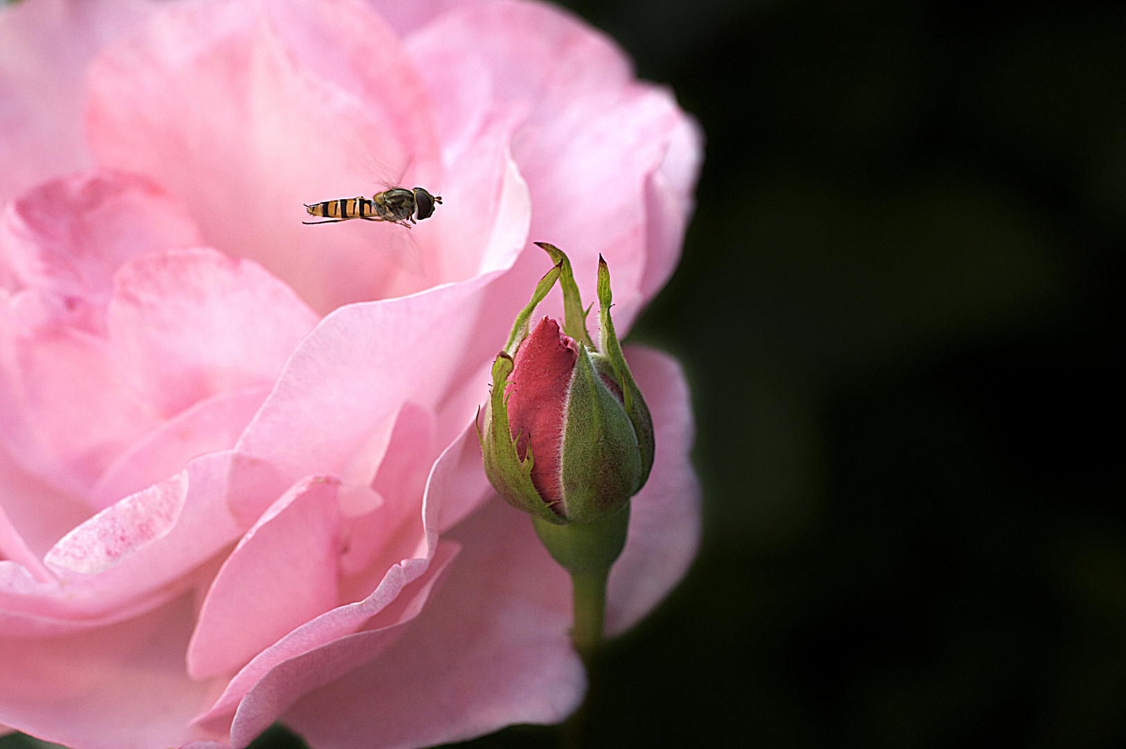 Rose mit Heinschwebfliege