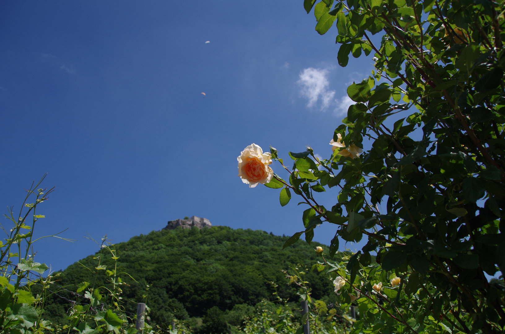 Rose mit Hohen Neuffen im Hintergrund