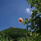 Rose mit Hohen Neuffen im Hintergrund