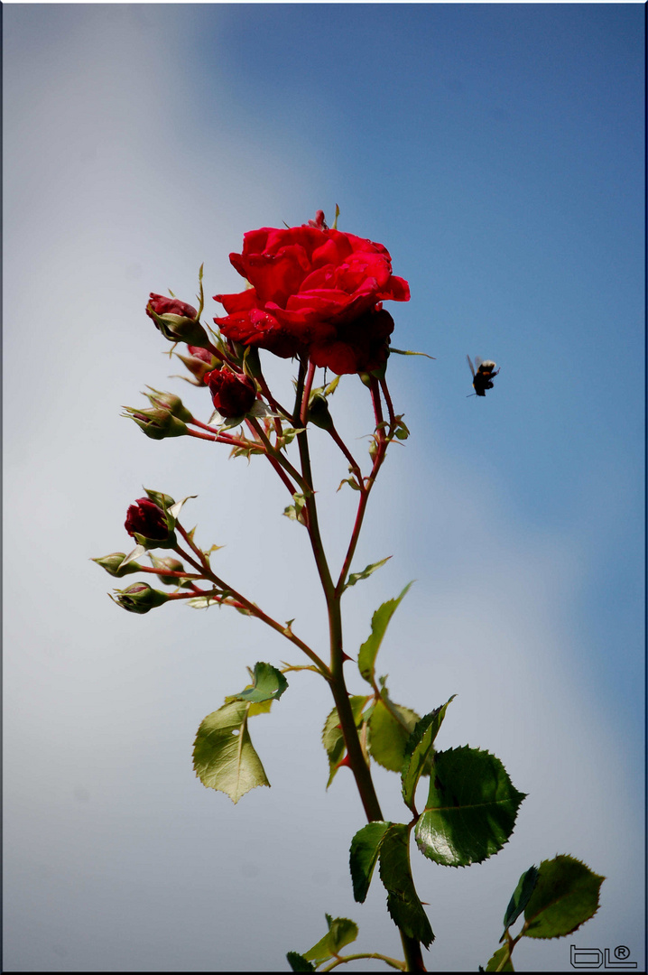 Rose mit Hummel